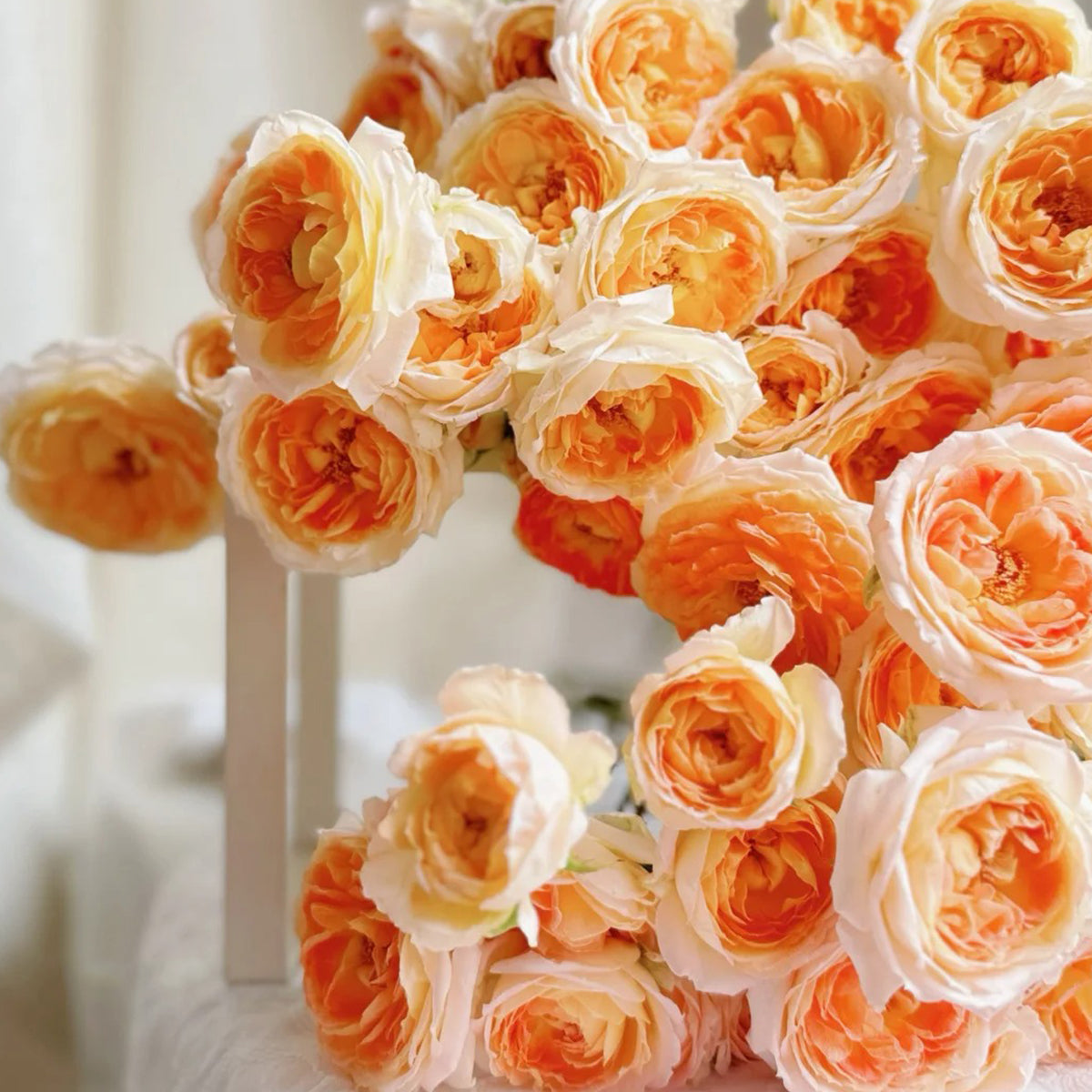 Princess Aiko Japanese Garden Shrub Rose