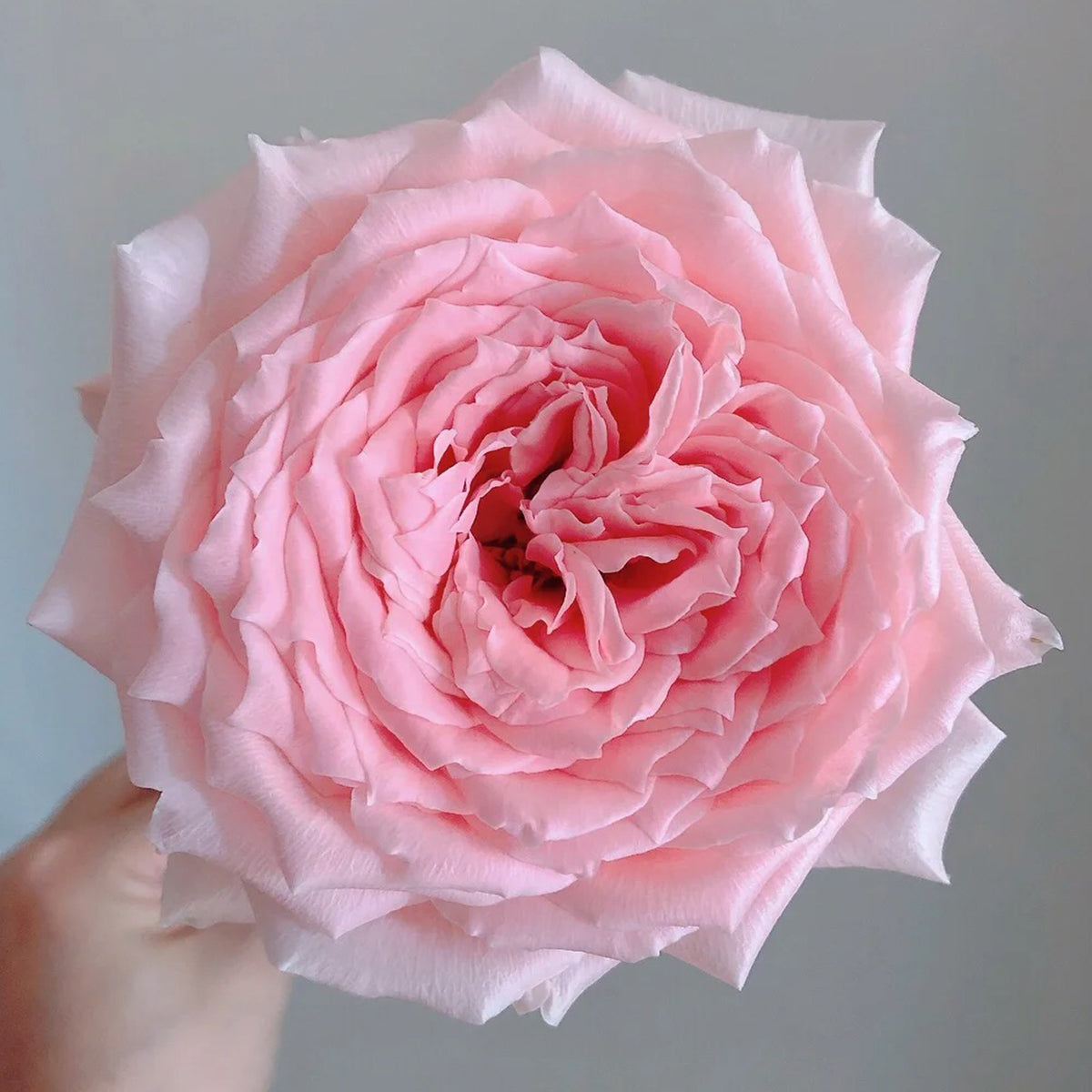 Japanese Florist Shrub Rose Inspired by Princess Hitomi