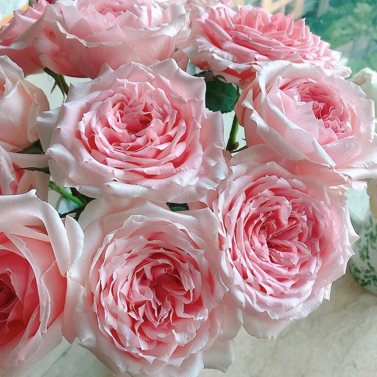 Japanese Florist Shrub Rose Inspired by Princess Hitomi