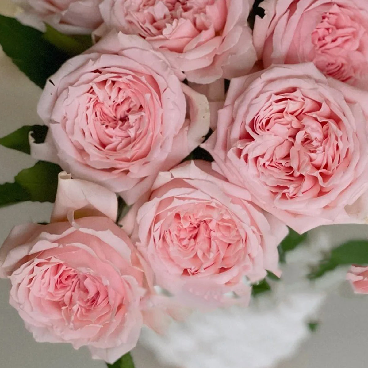 Japanese Florist Shrub Rose Inspired by Princess Hitomi