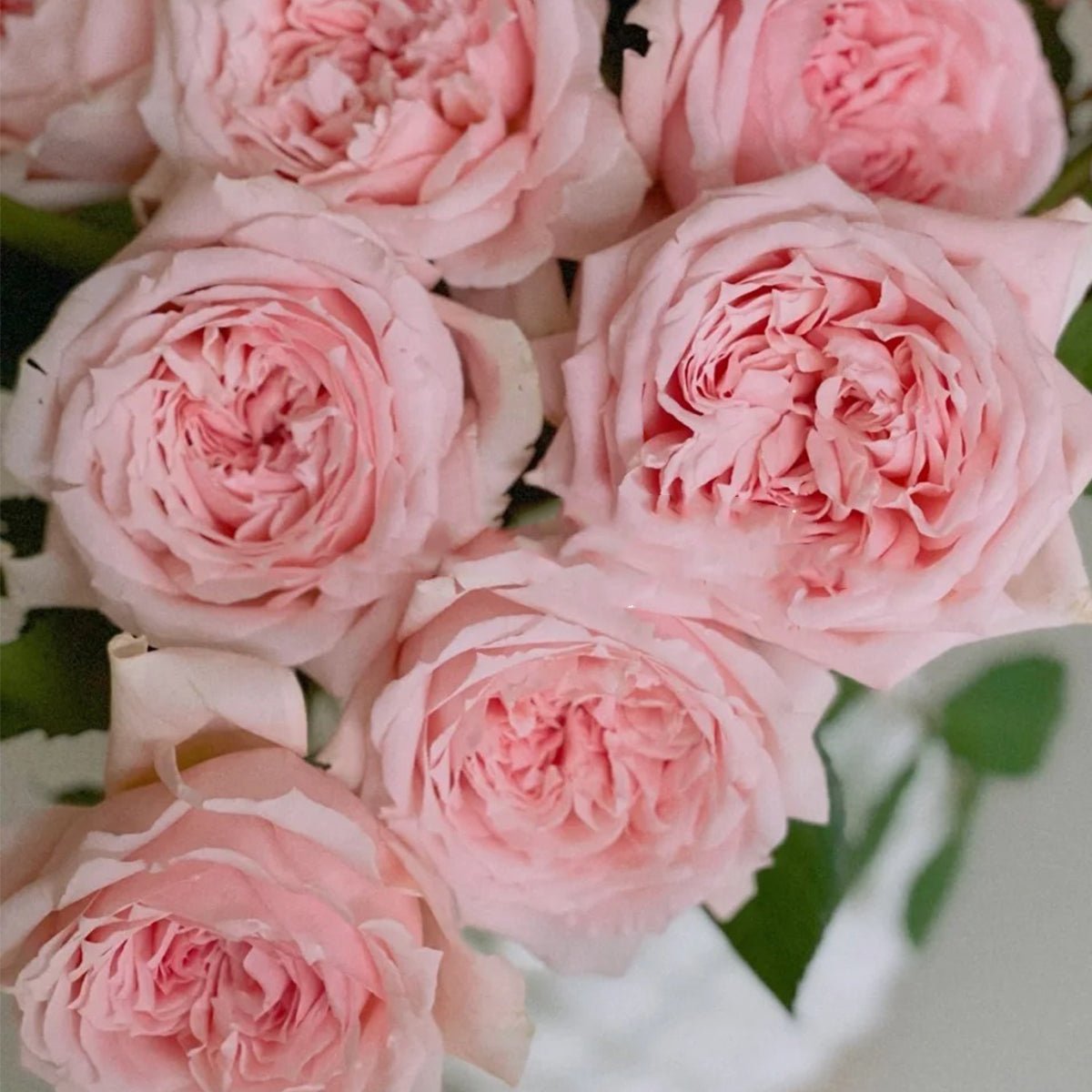 Japanese Florist Shrub Rose Inspired by Princess Hitomi