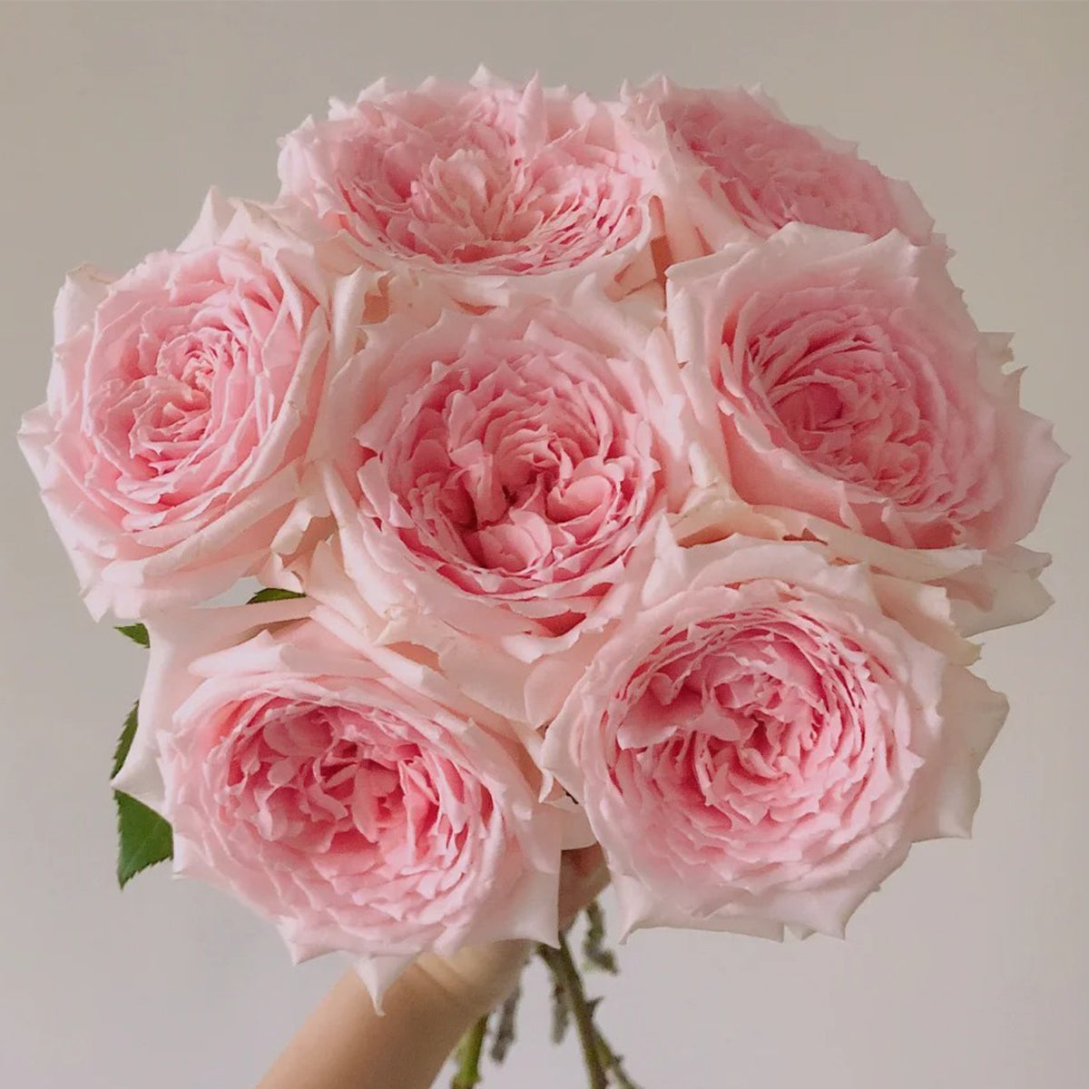 Japanese Florist Shrub Rose Inspired by Princess Hitomi