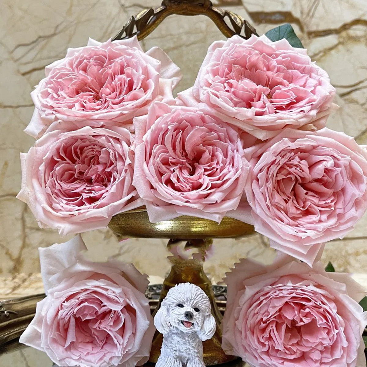 Japanese Florist Shrub Rose Inspired by Princess Hitomi