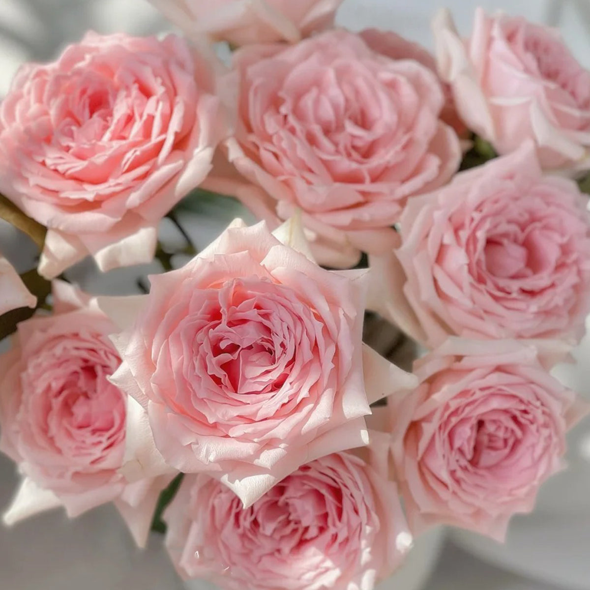 Japanese Florist Shrub Rose Inspired by Princess Hitomi