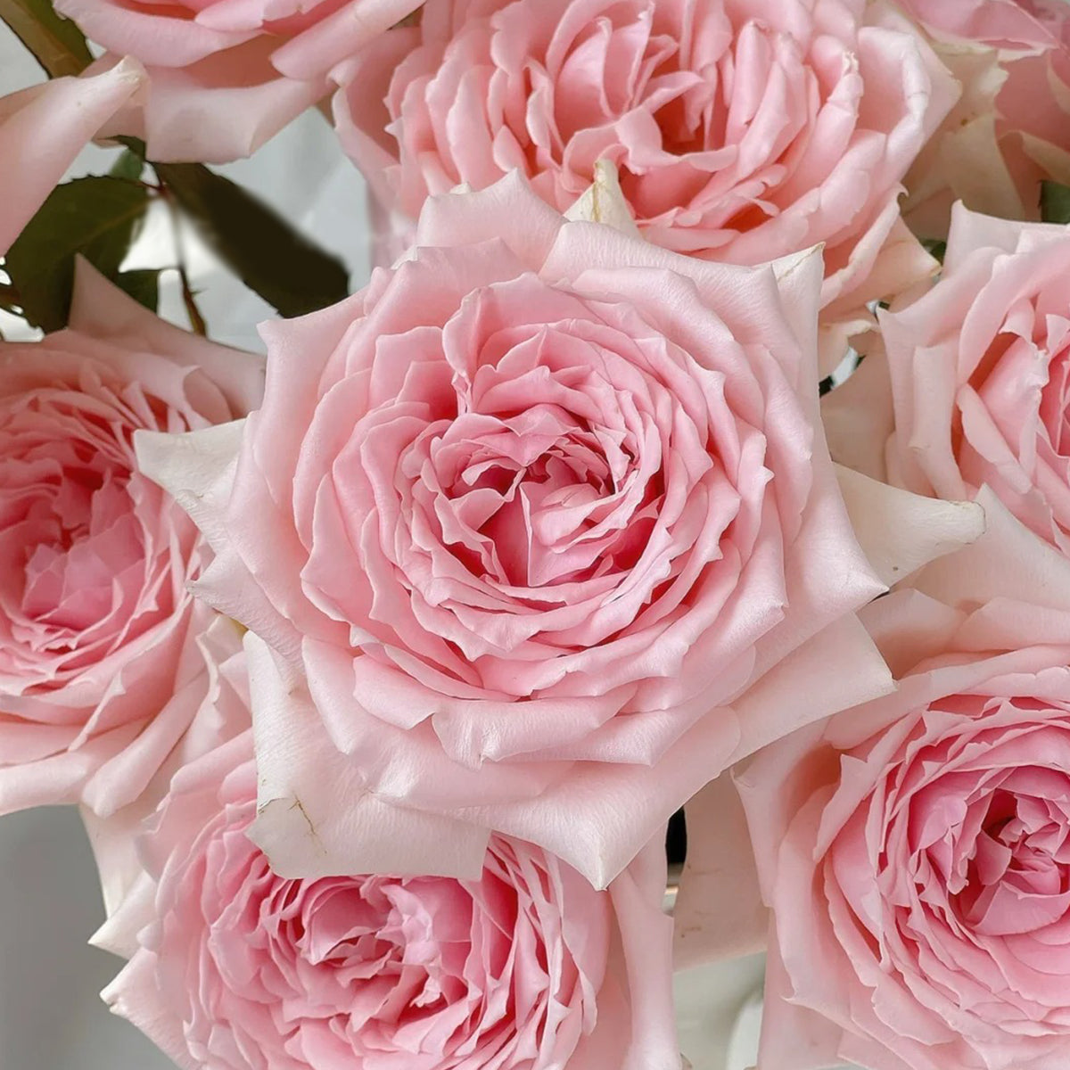Japanese Florist Shrub Rose Inspired by Princess Hitomi