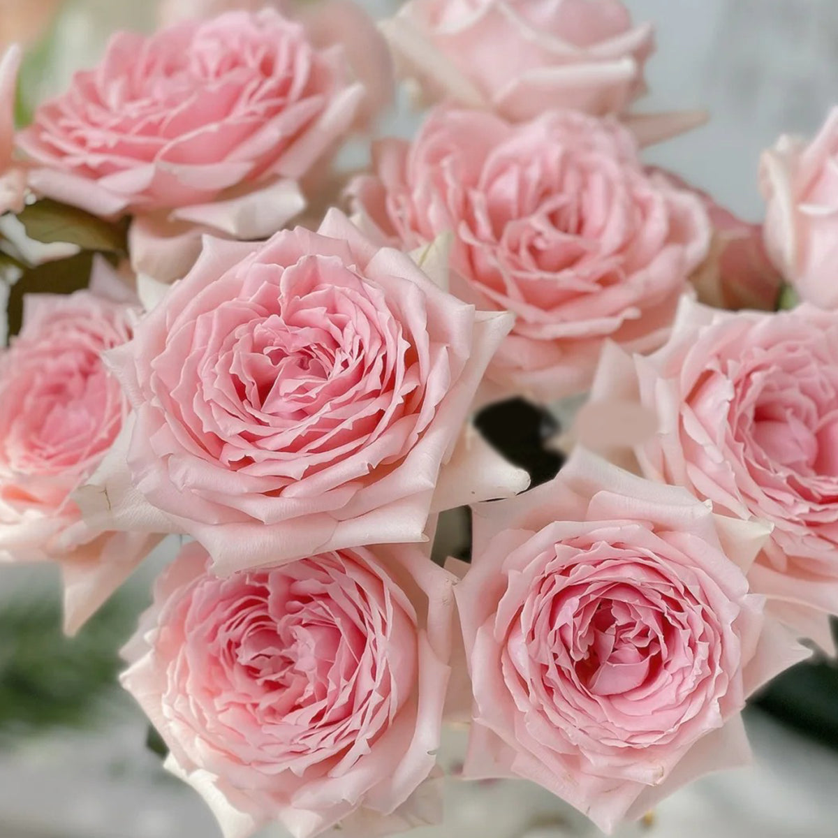 Japanese Florist Shrub Rose Inspired by Princess Hitomi