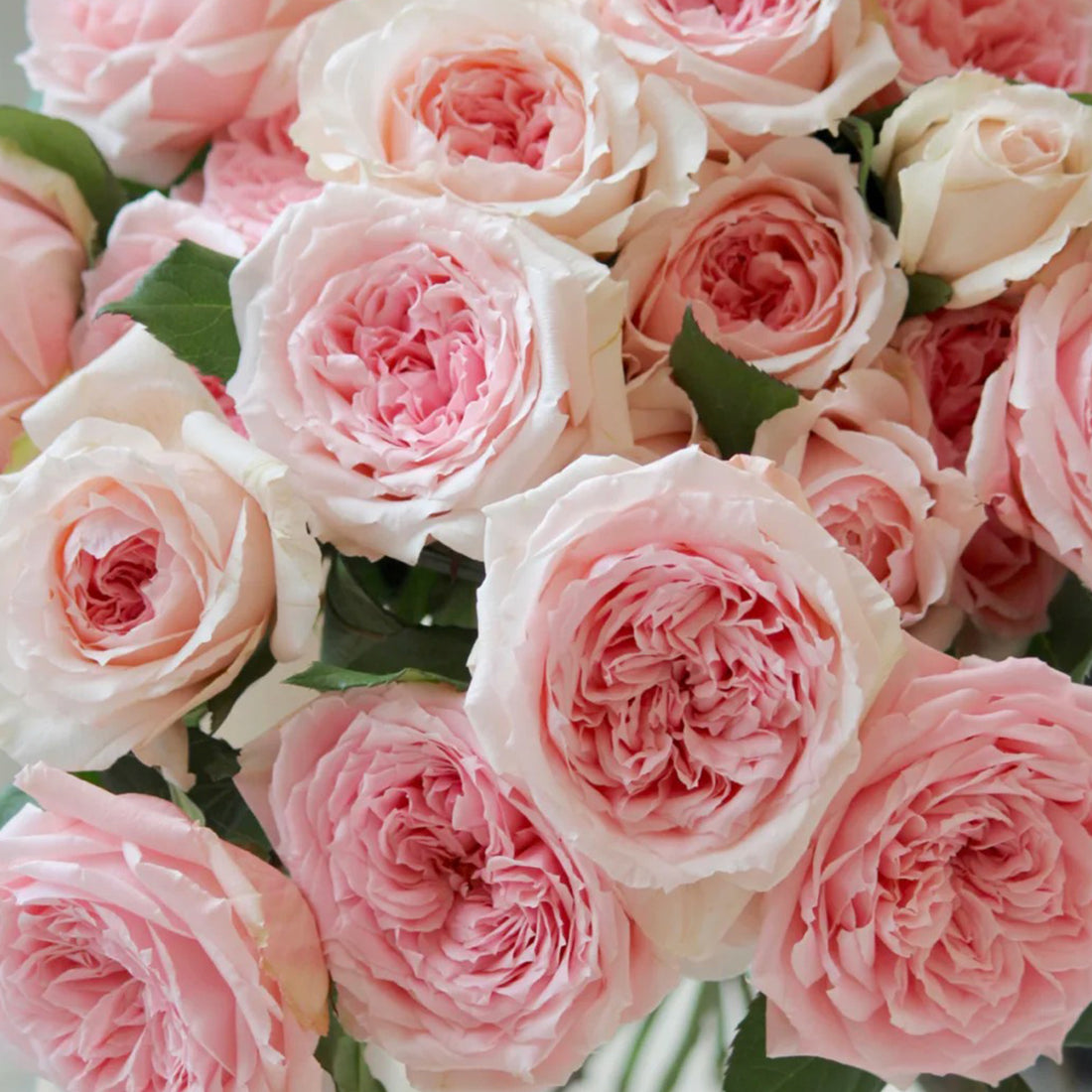 Japanese Florist Shrub Rose Inspired by Princess Hitomi