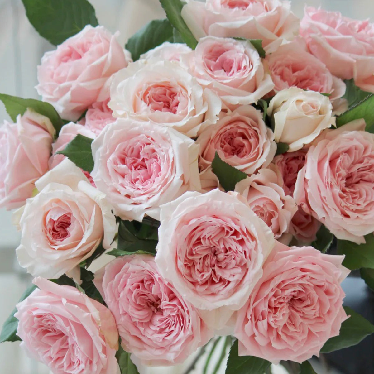 Japanese Florist Shrub Rose Inspired by Princess Hitomi