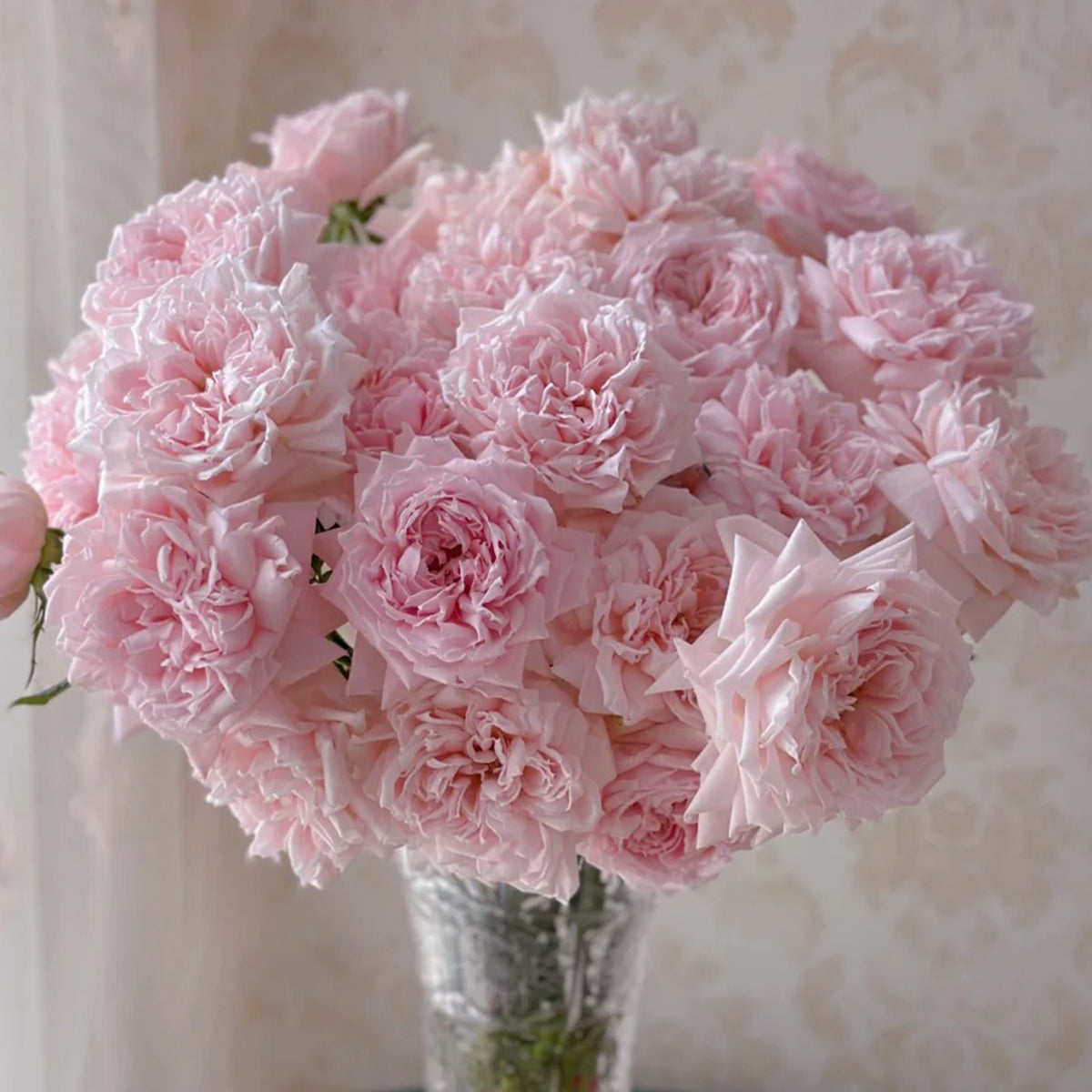 Japanese Florist Shrub Rose Inspired by Princess Hitomi