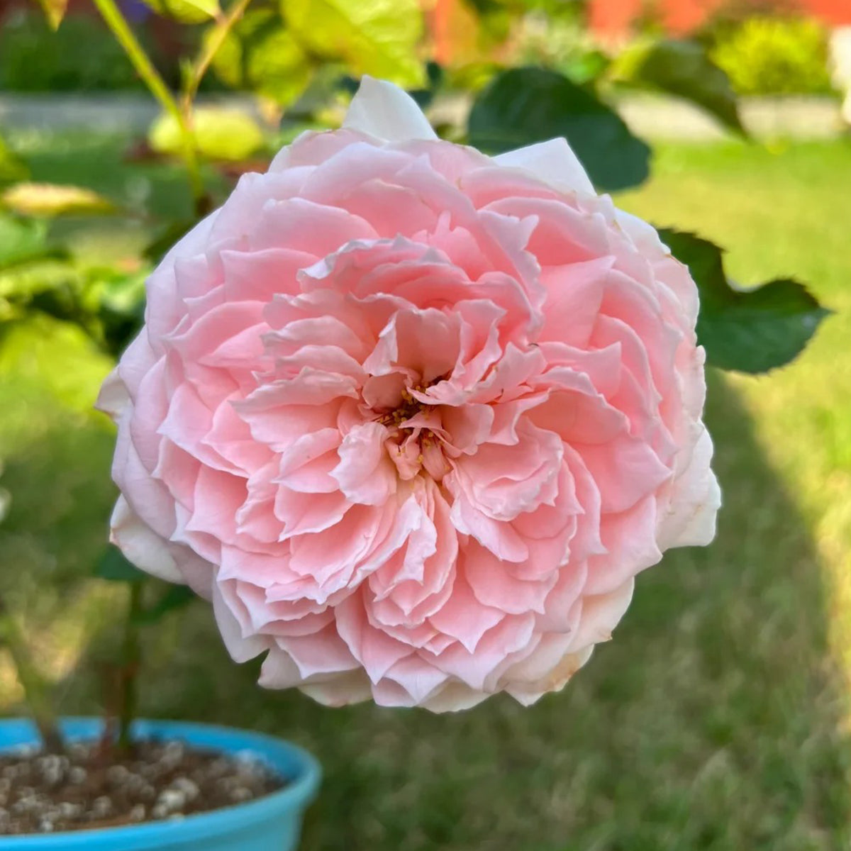Japanese Florist Shrub Rose Inspired by Princess Hitomi