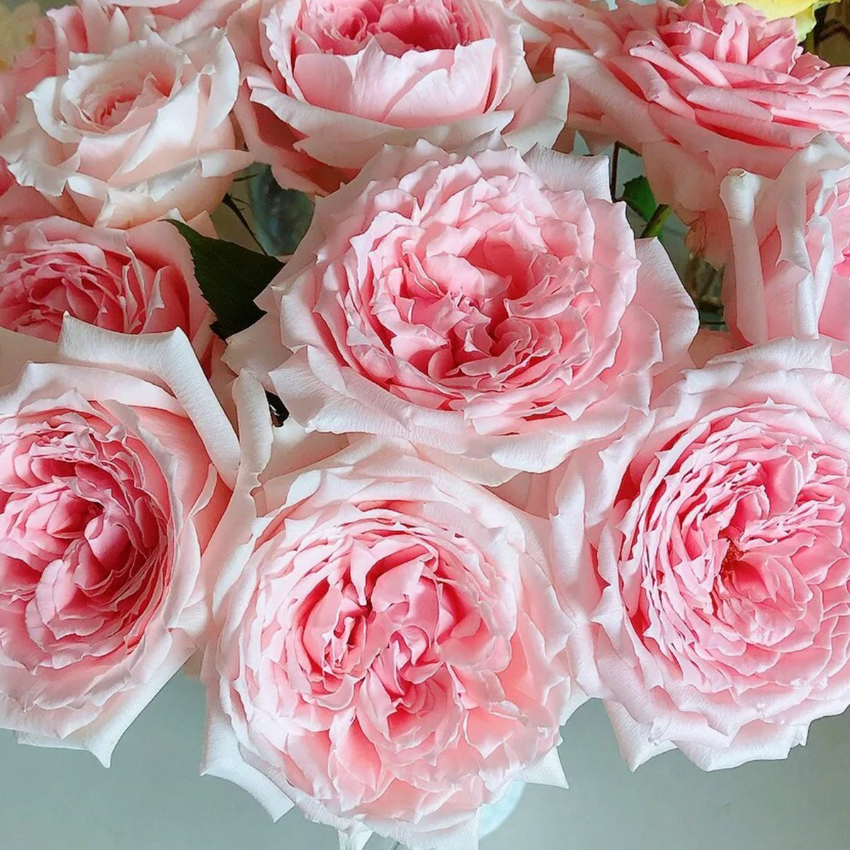 Japanese Florist Shrub Rose Inspired by Princess Hitomi