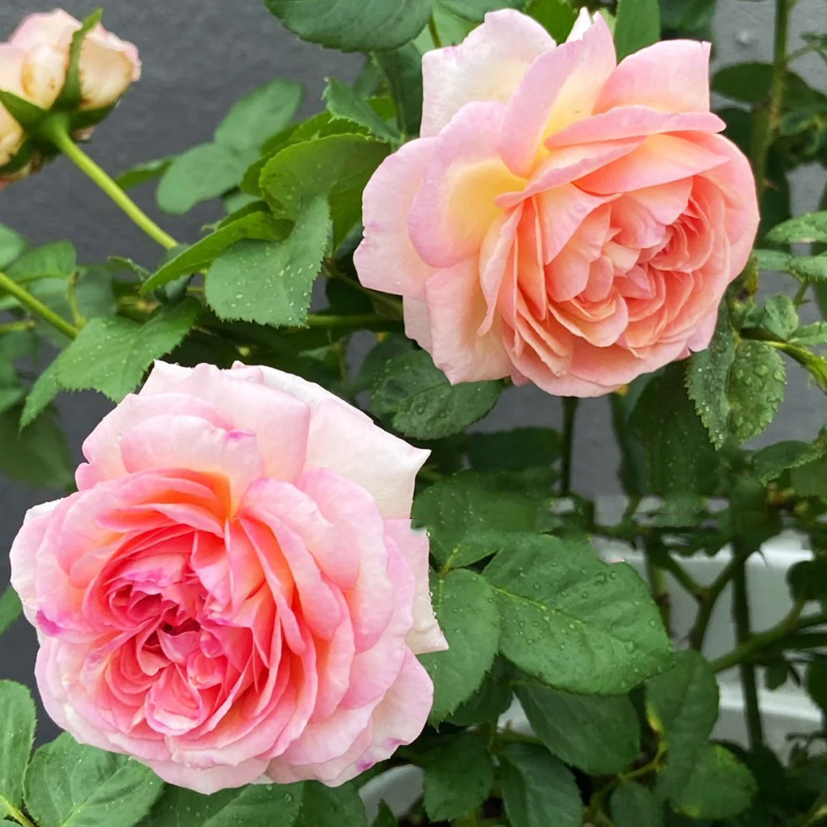 Princess Sakura Japanese Garden Shrub Rose