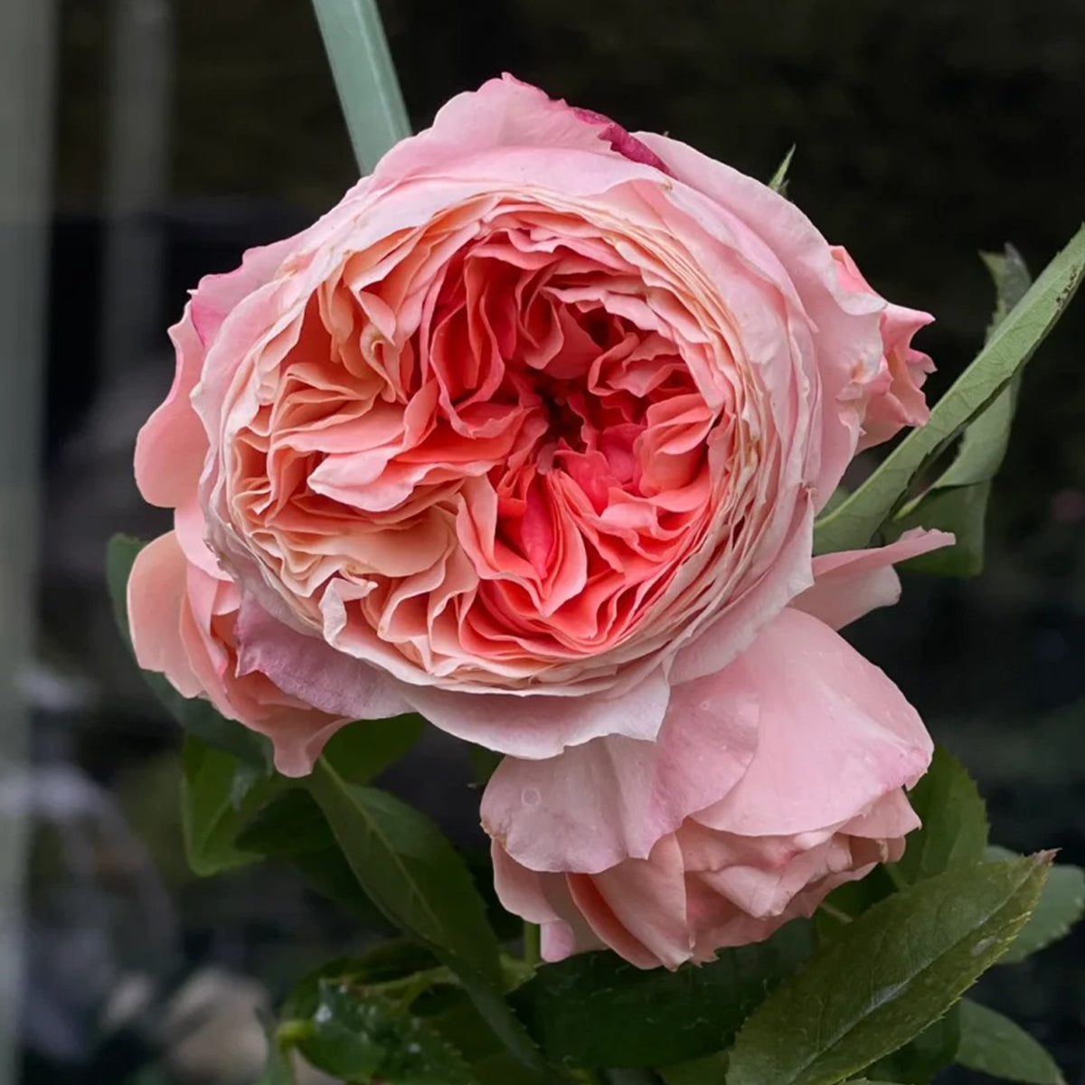 Princess Sakura Japanese Garden Shrub Rose