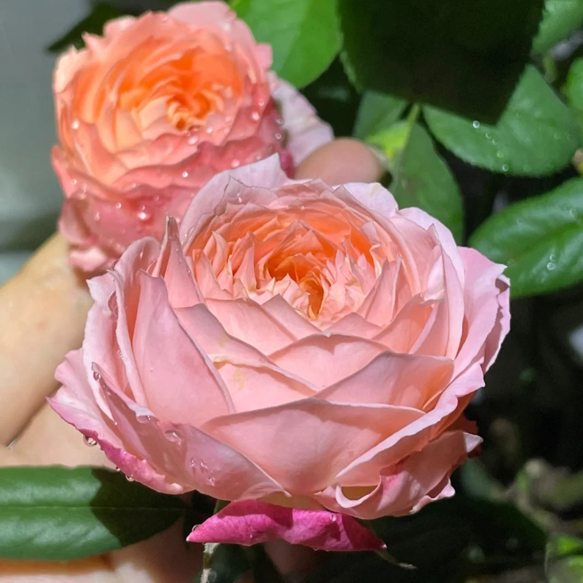 Princess Sakura Japanese Garden Shrub Rose