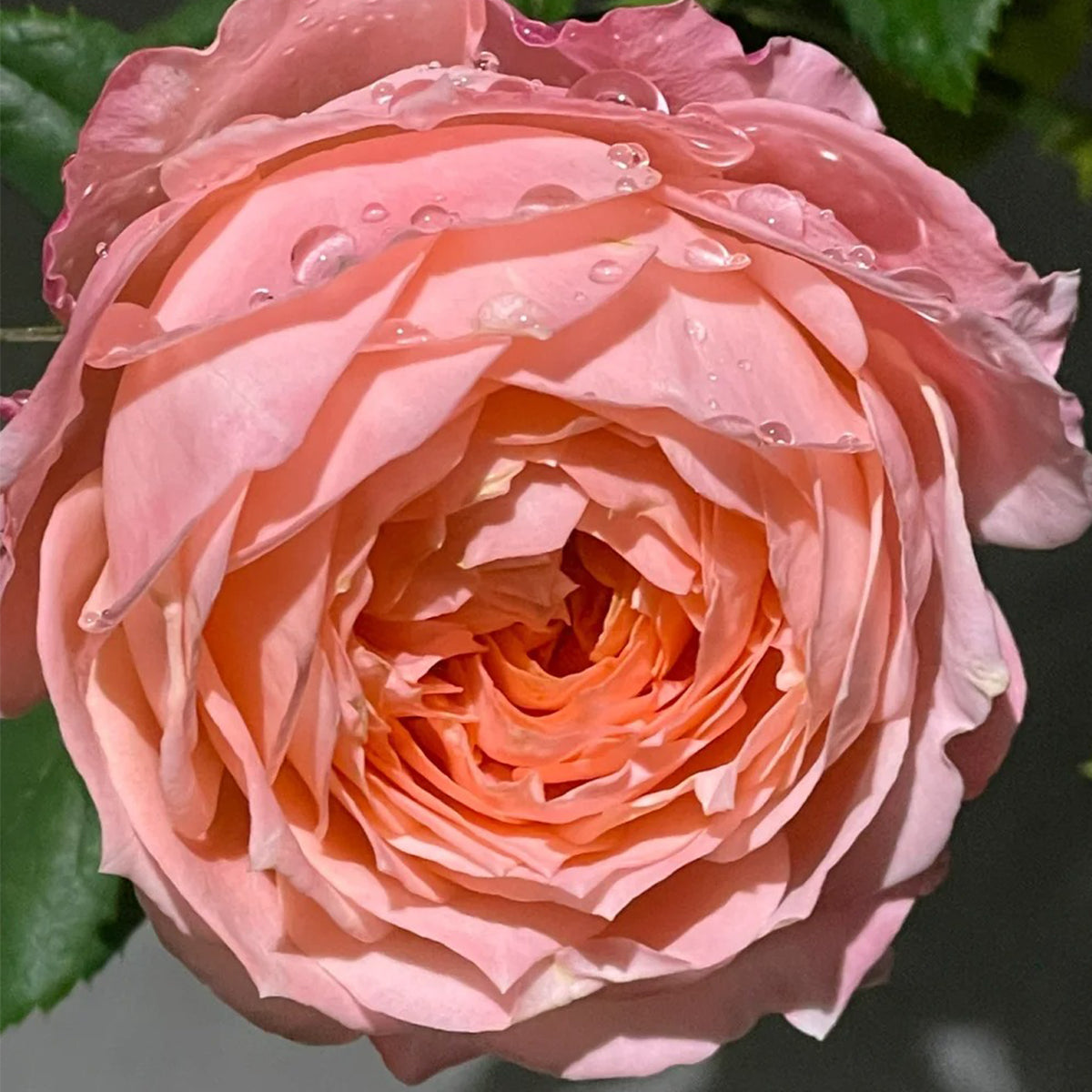 Princess Sakura Japanese Garden Shrub Rose