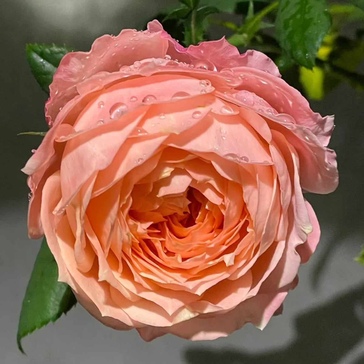 Princess Sakura Japanese Garden Shrub Rose