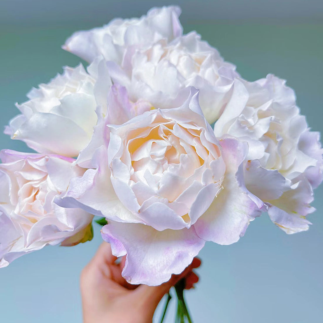 Princess Tenko Japanese Florist Shrub Rose