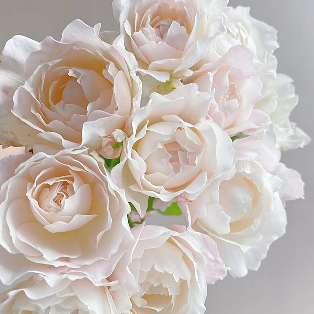 Princess Tenko Japanese Florist Shrub Rose