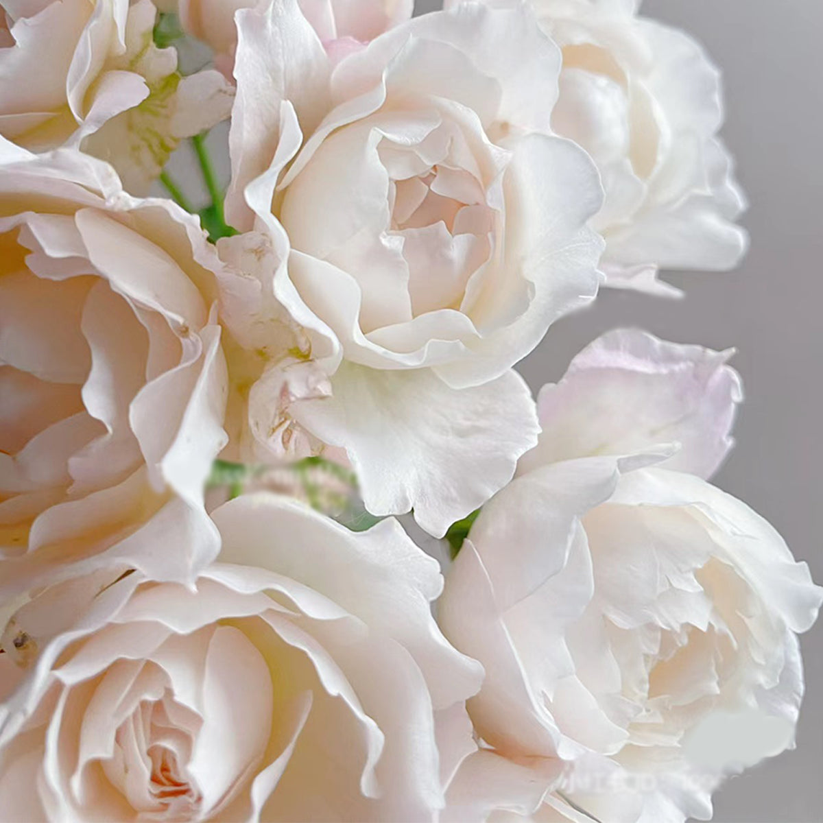 Princess Tenko Japanese Florist Shrub Rose