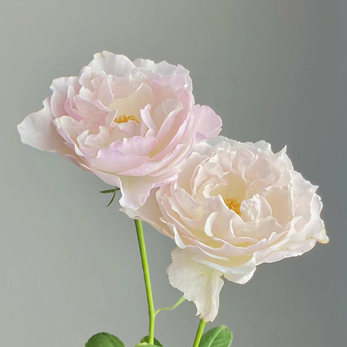 Princess Tenko Japanese Florist Shrub Rose