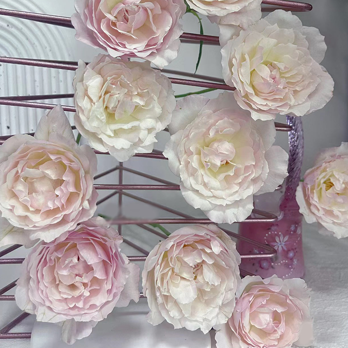 Princess Tenko Japanese Florist Shrub Rose