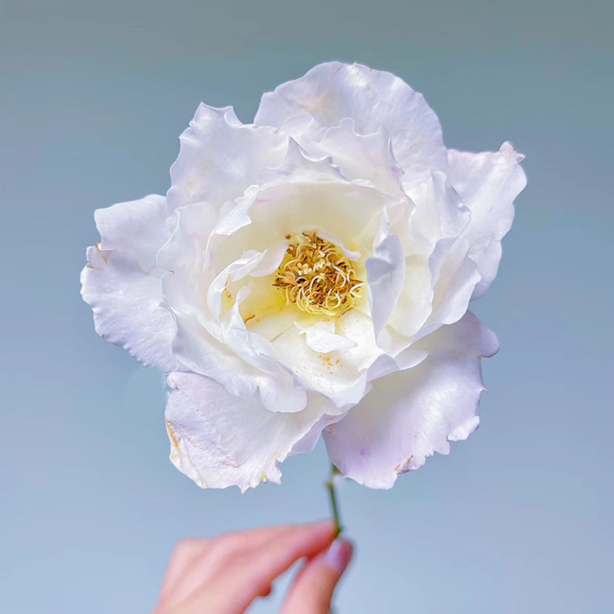 Princess Tenko Japanese Florist Shrub Rose