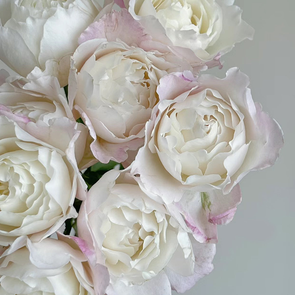 Princess Tenko Japanese Florist Shrub Rose
