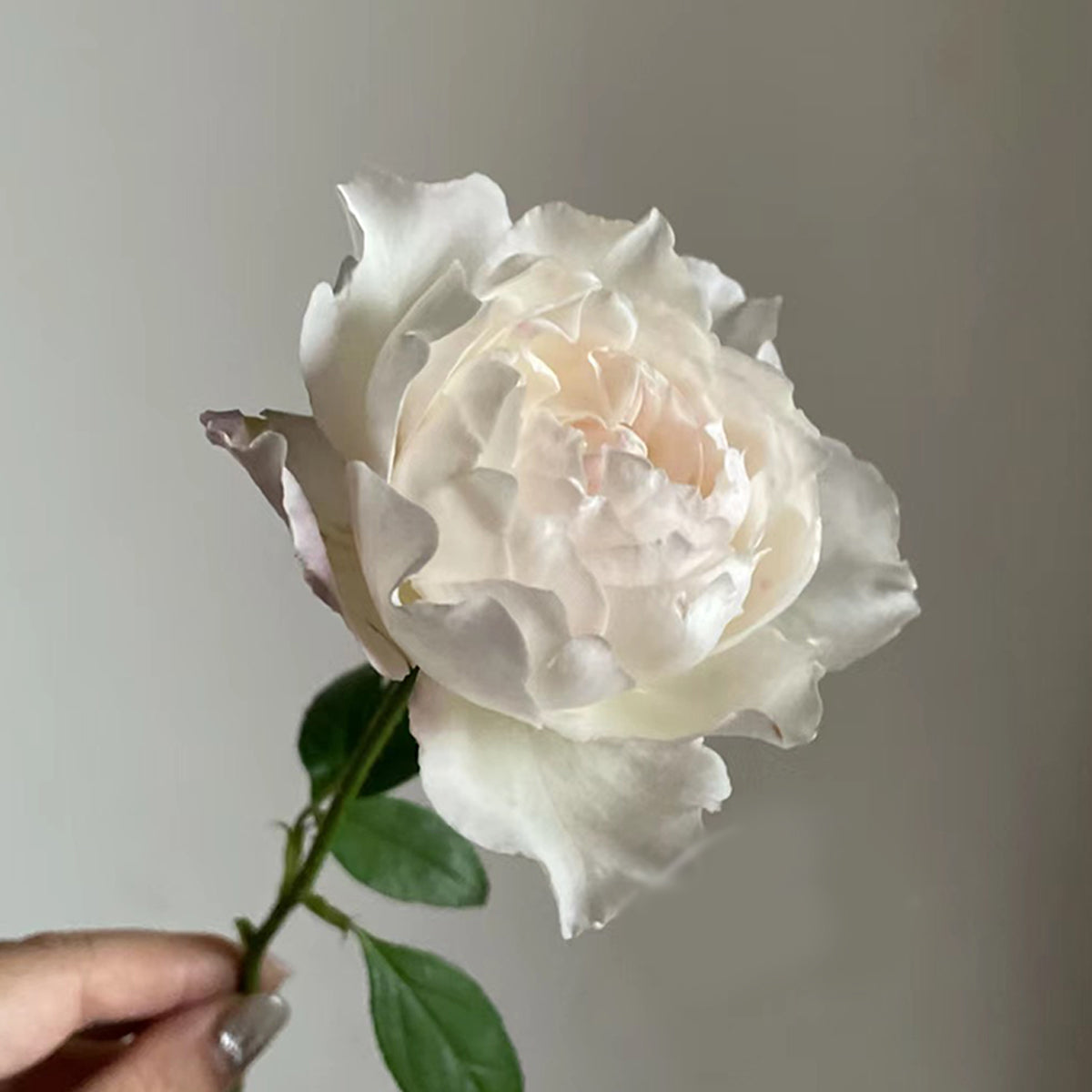 Princess Tenko Japanese Florist Shrub Rose