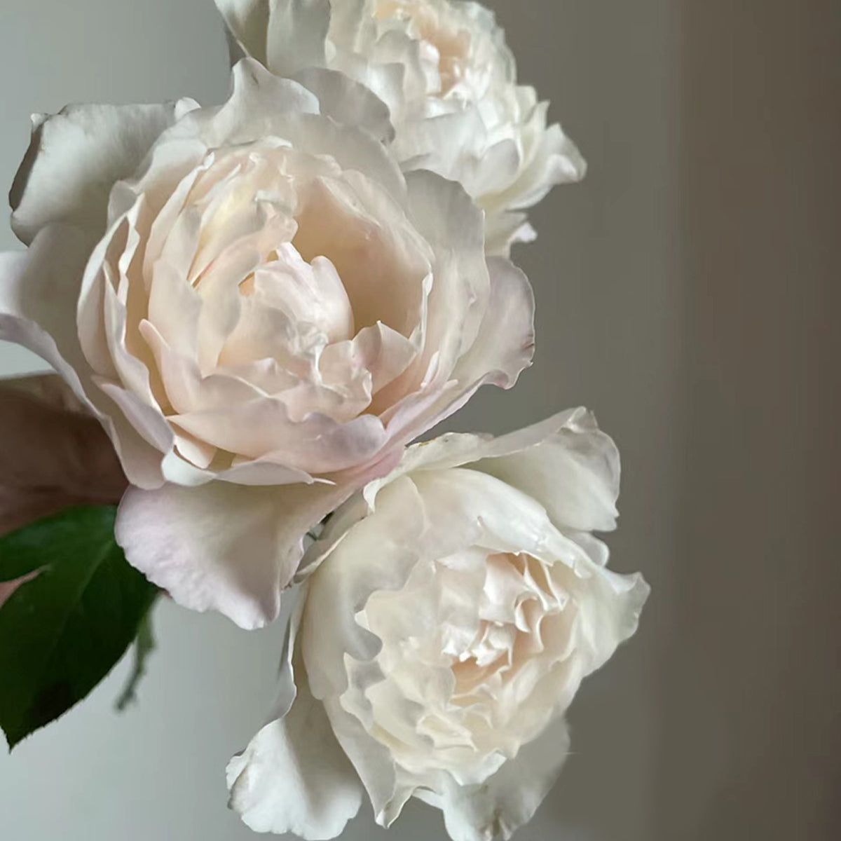 Princess Tenko Japanese Florist Shrub Rose