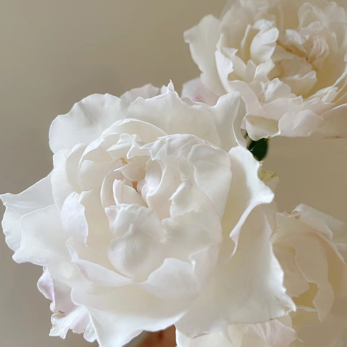 Princess Tenko Japanese Florist Shrub Rose