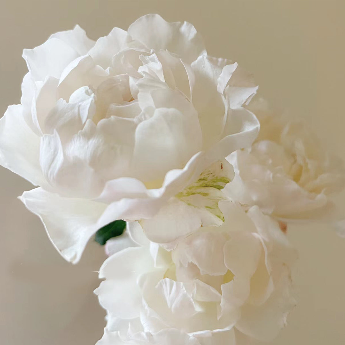 Princess Tenko Japanese Florist Shrub Rose