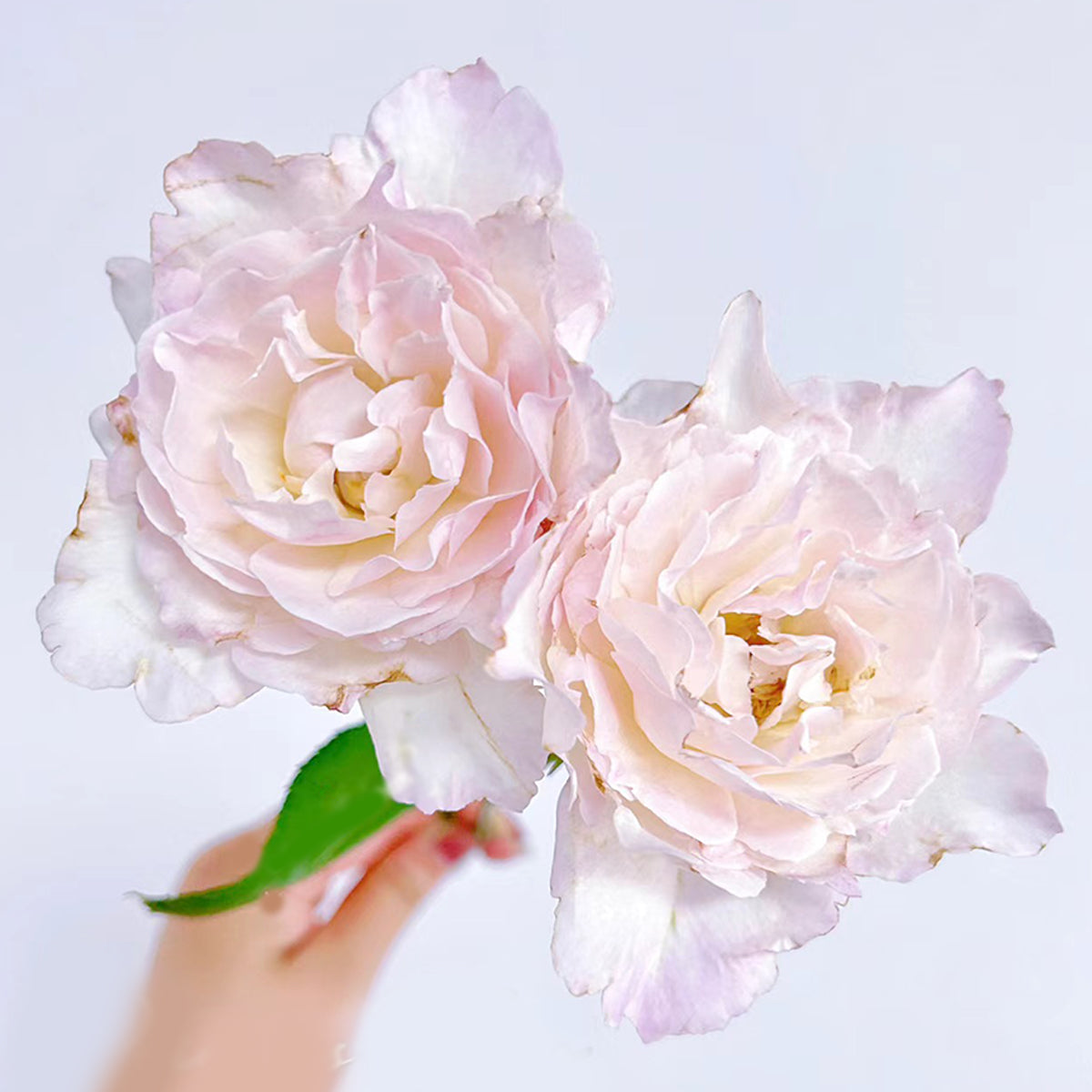 Princess Tenko Japanese Florist Shrub Rose