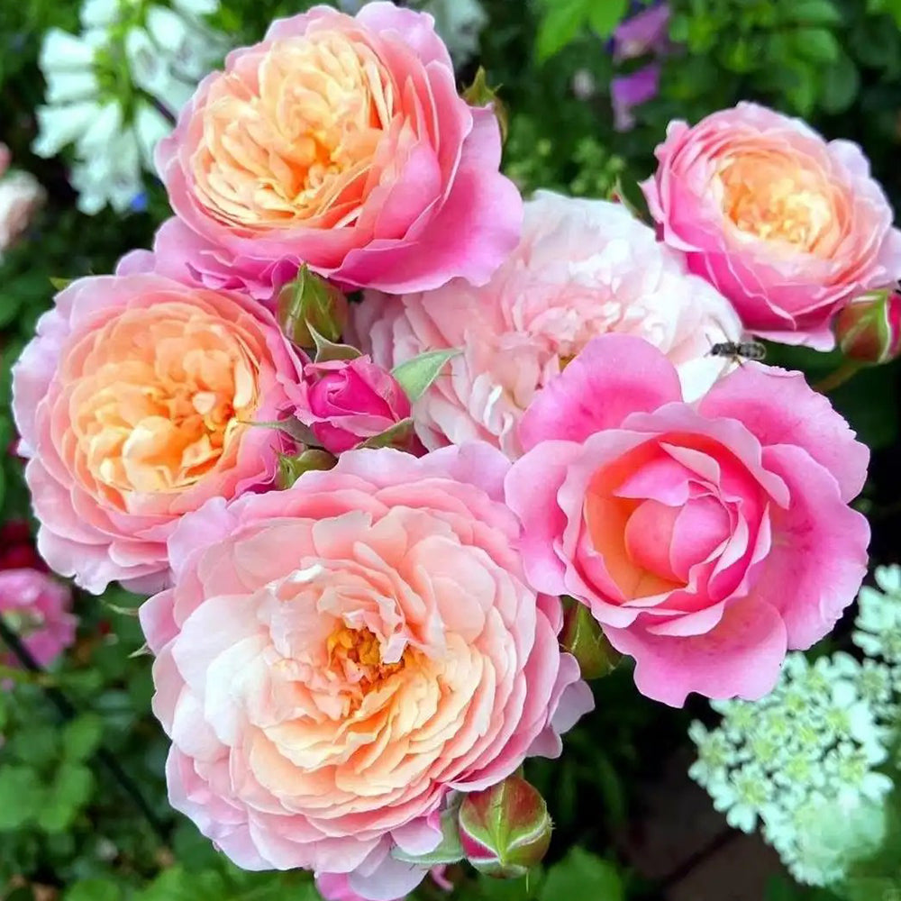 Prix P. J. Redouté French Florist Shrub Rose