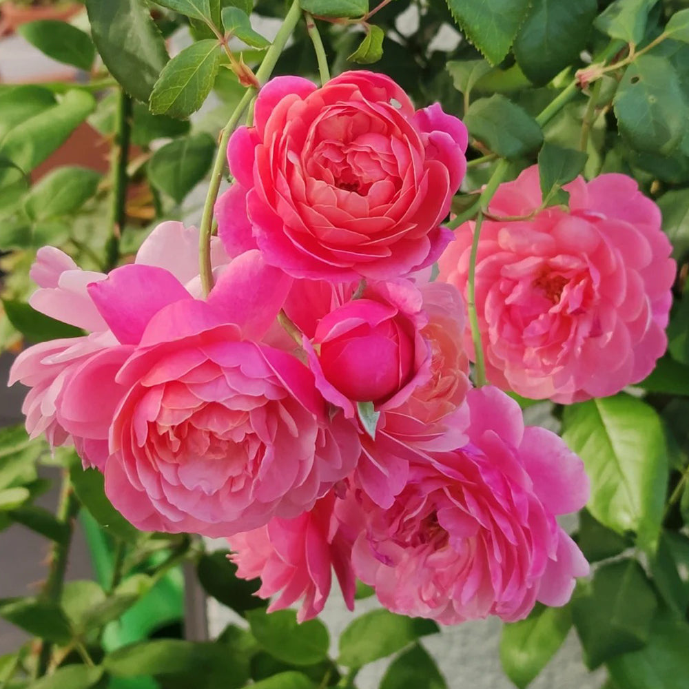 Prix P. J. Redouté French Florist Shrub Rose