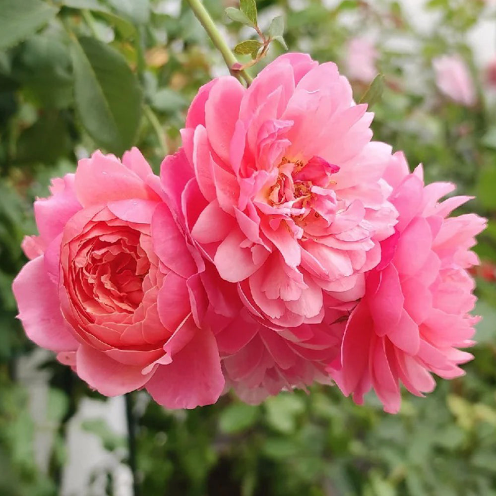 Prix P. J. Redouté French Florist Shrub Rose