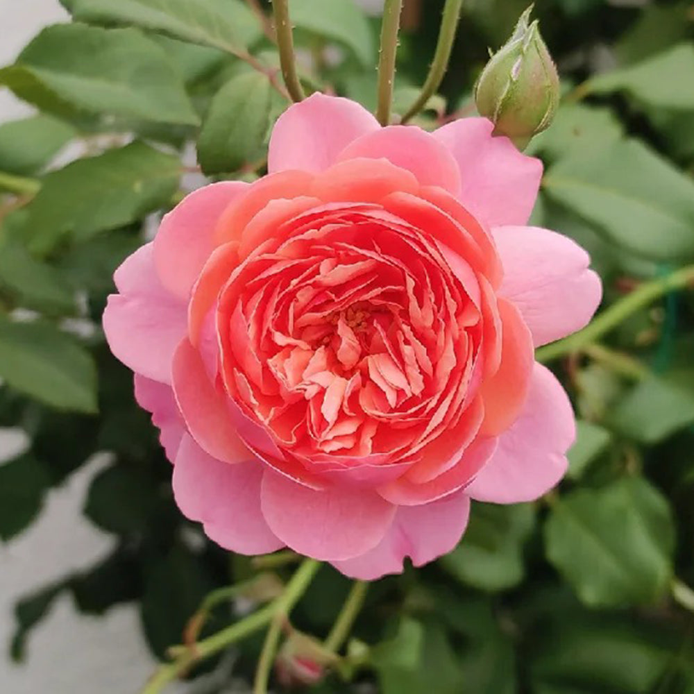 Prix P. J. Redouté French Florist Shrub Rose