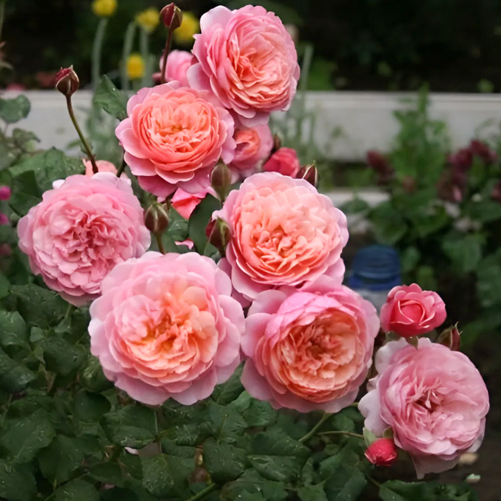 Prix P. J. Redouté French Florist Shrub Rose