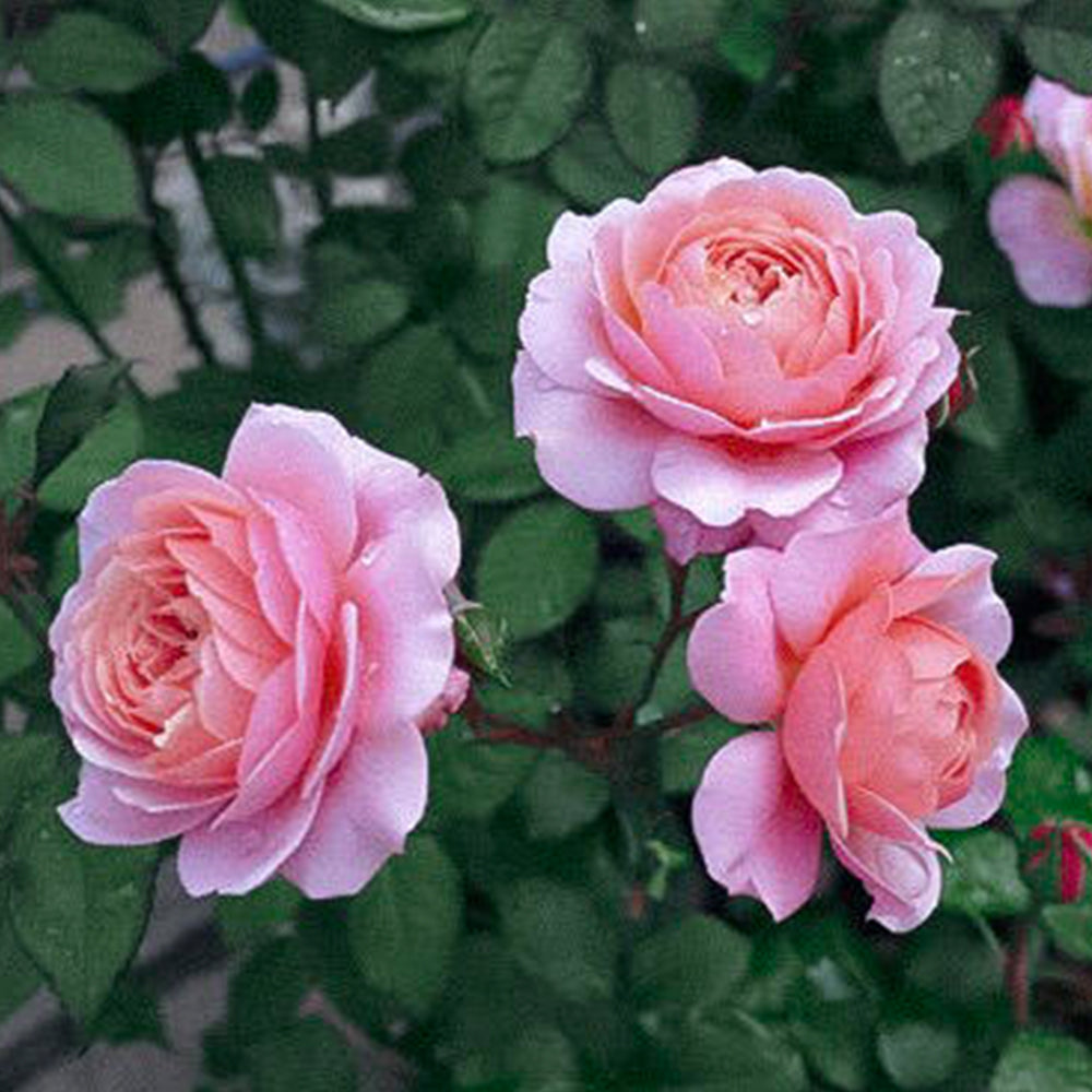 Prix P. J. Redouté French Florist Shrub Rose