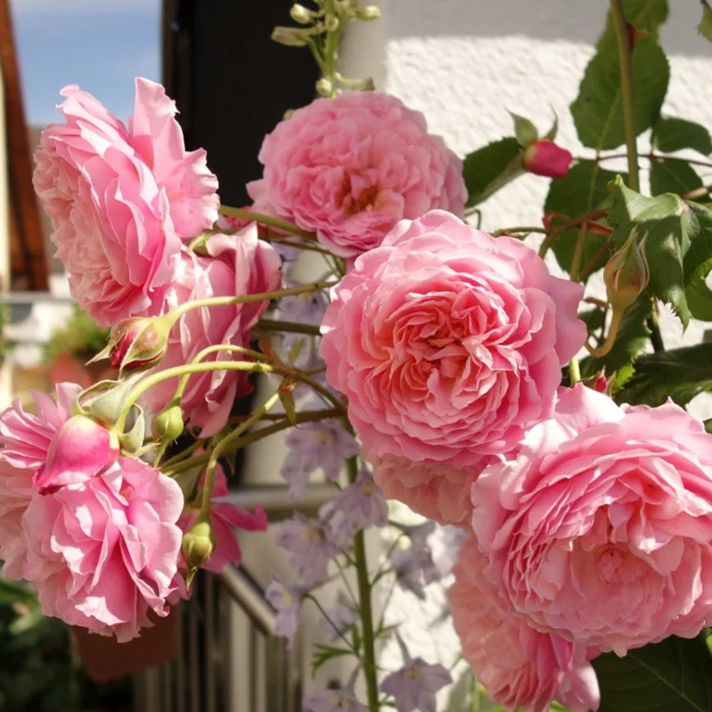 Prix P. J. Redouté French Florist Shrub Rose