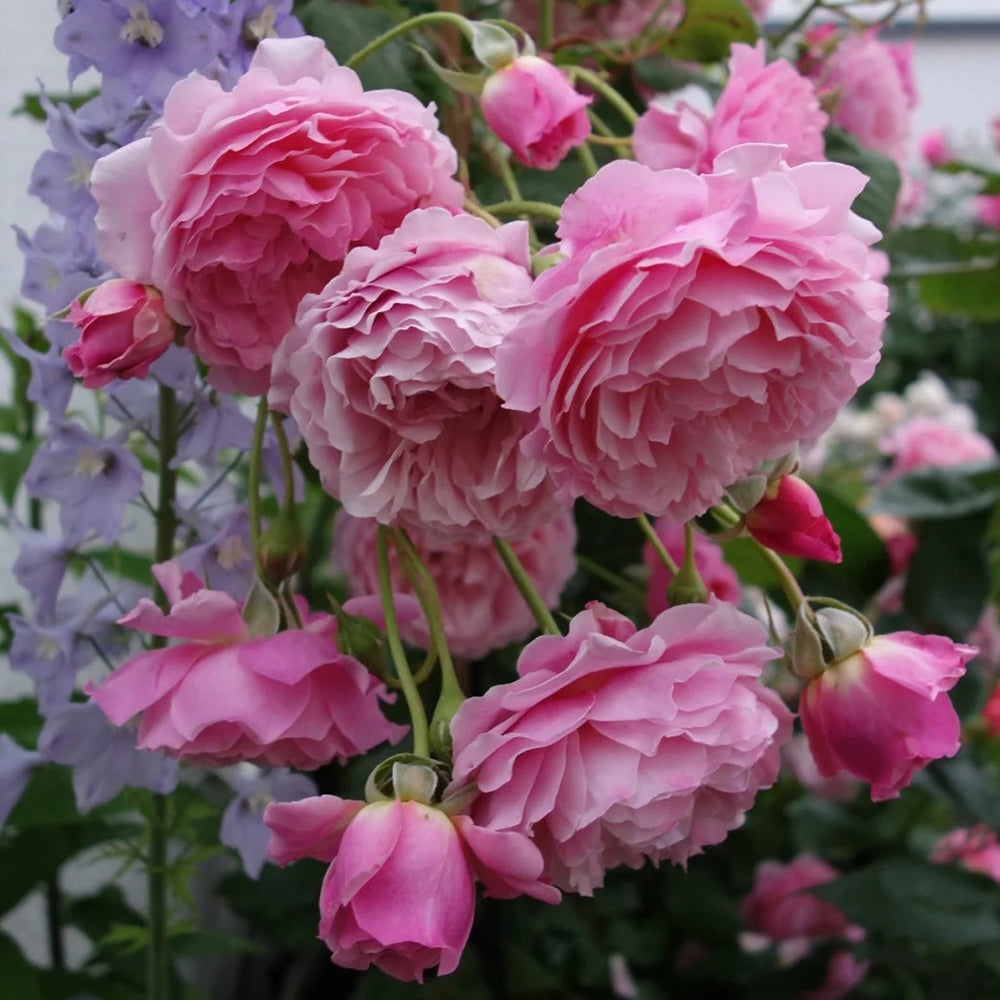 Prix P. J. Redouté French Florist Shrub Rose