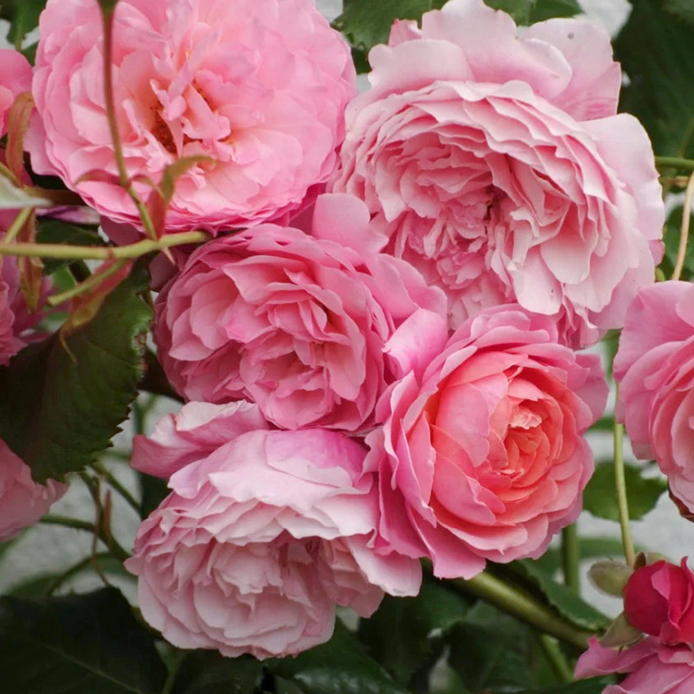 Prix P. J. Redouté French Florist Shrub Rose