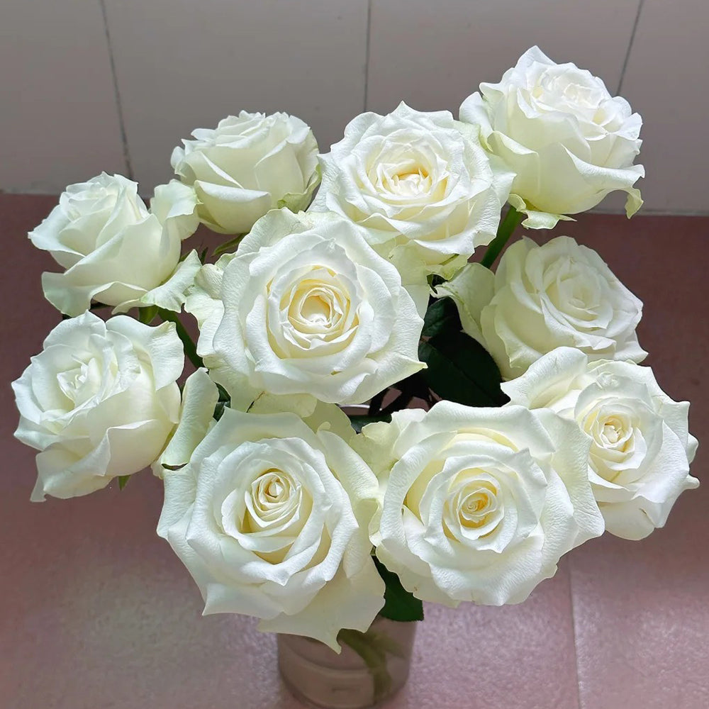 Proud Dutch Florist Shrub Rose