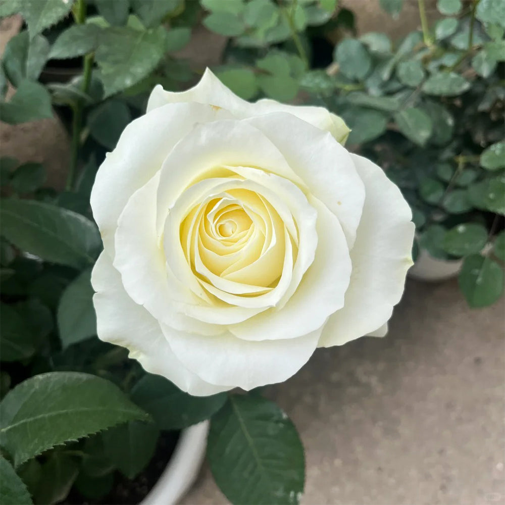 Proud Dutch Florist Shrub Rose