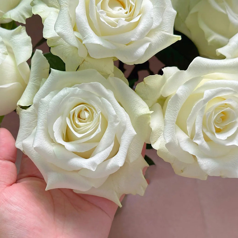 Proud Dutch Florist Shrub Rose