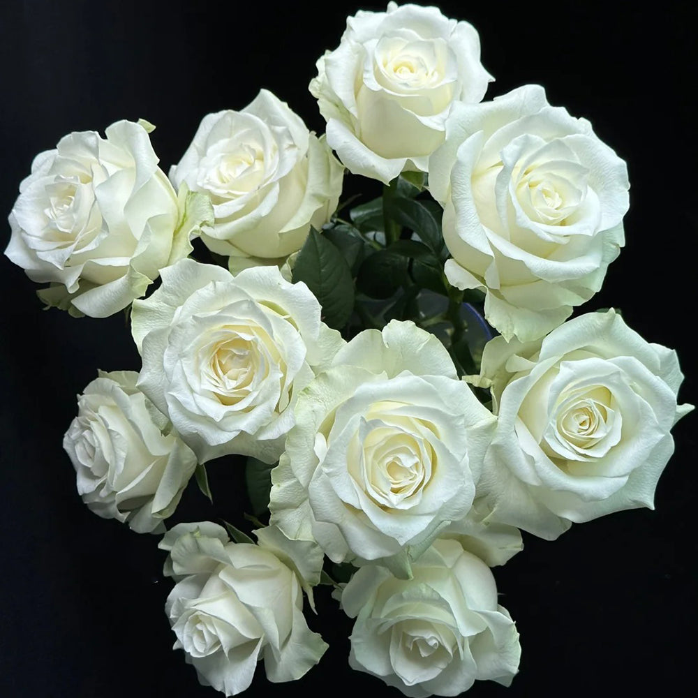 Proud Dutch Florist Shrub Rose