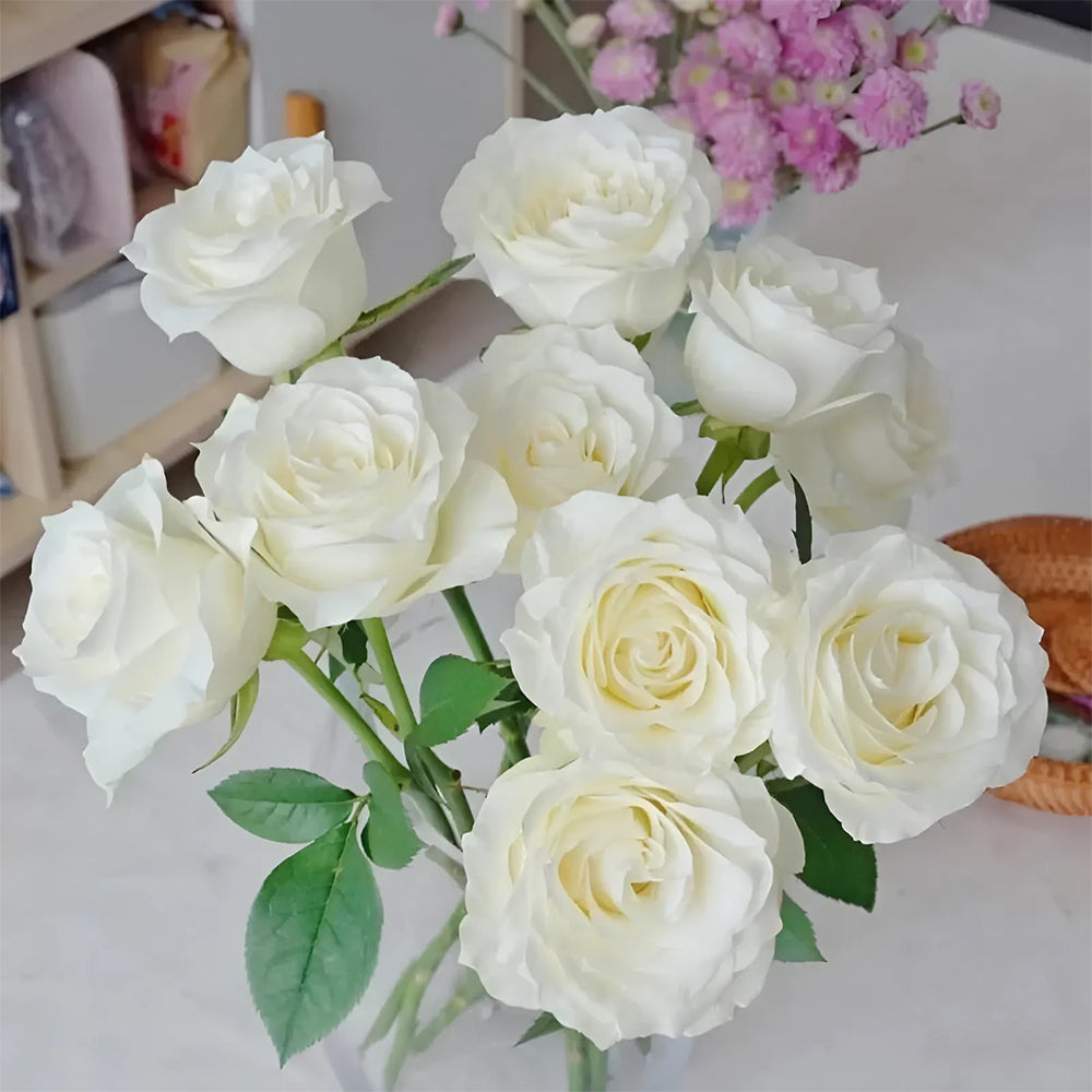Proud Dutch Florist Shrub Rose