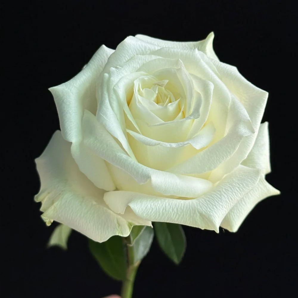 Proud Dutch Florist Shrub Rose