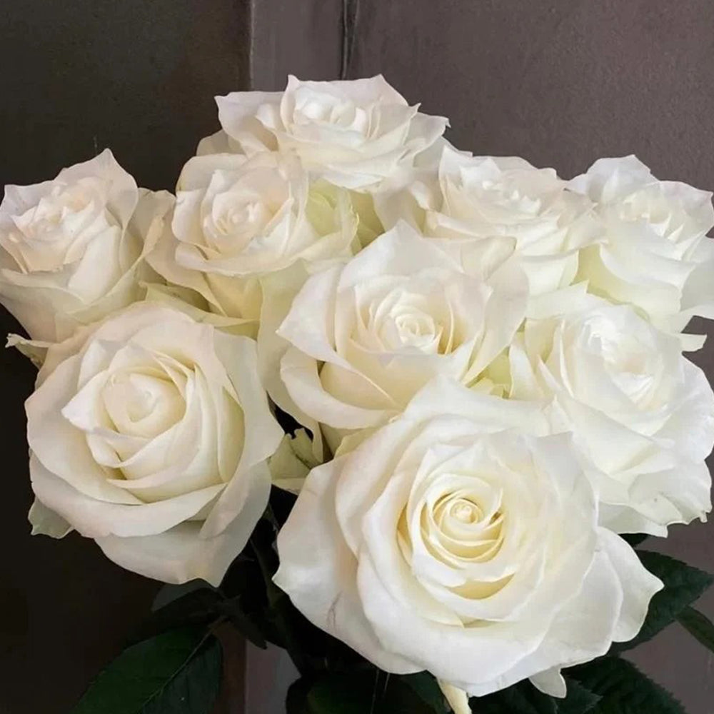 Proud Dutch Florist Shrub Rose