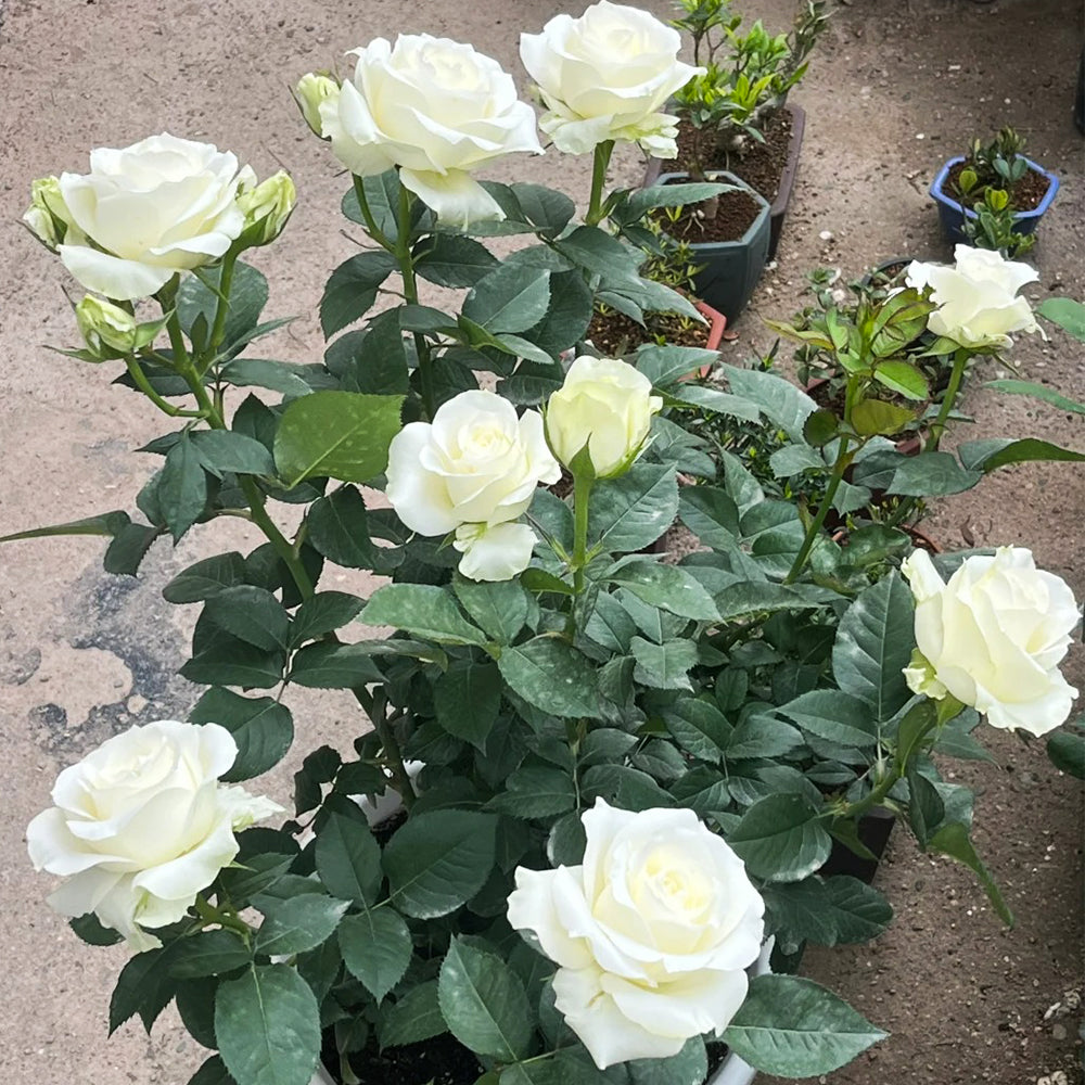 Proud Dutch Florist Shrub Rose