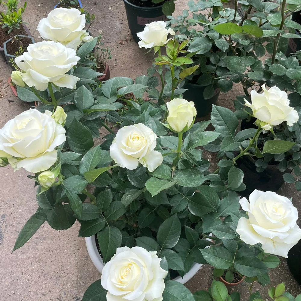 Proud Dutch Florist Shrub Rose